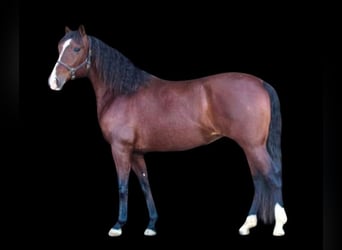 Andalusian, Mare, 15 years, 15,1 hh, Bay