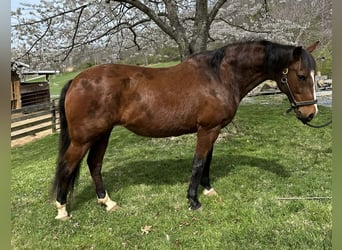 Andalusian, Mare, 15 years, 15,1 hh, Bay