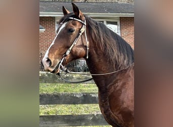 Andalusian, Mare, 15 years, 15,1 hh, Bay