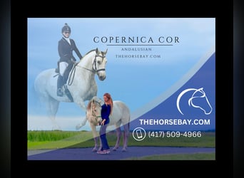 Andalusian, Mare, 15 years, 16 hh, Grey