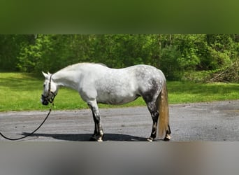 Andalusian, Mare, 15 years, Gray