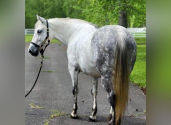 Andalusian, Mare, 15 years, Gray