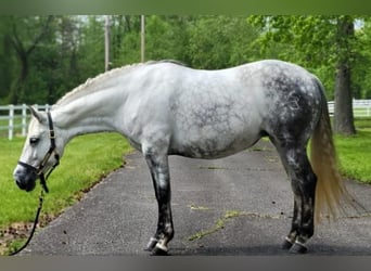 Andalusian, Mare, 15 years, Gray