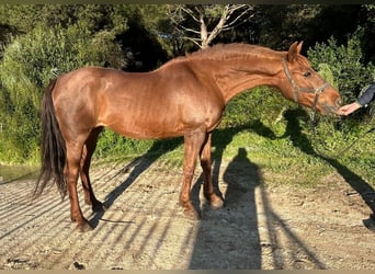 Andalusian, Mare, 16 years, 15.1 hh, Chestnut-Red