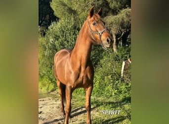 Andalusian, Mare, 16 years, 15.1 hh, Chestnut-Red