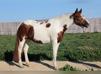 Andalusian, Mare, 16 years, 15.1 hh, Pinto