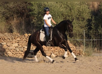 Andalusian, Mare, 16 years, 15,2 hh, Black