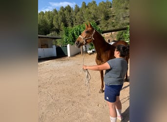 Andalusian, Mare, 16 years, 16 hh, Chestnut-Red
