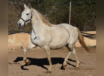 Andalusian, Mare, 16 years, 16 hh, Gray