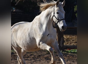 Andalusian, Mare, 16 years, 16 hh, Gray