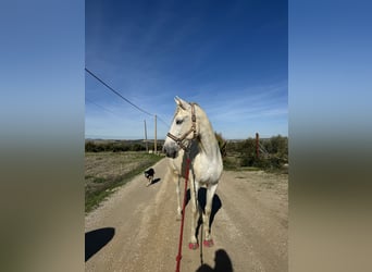 Andalusian, Mare, 16 years, 16 hh, Grey-Blue-Tan
