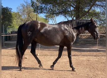 Andalusier, Stute, 17 Jahre, 16,1 hh, Rappe