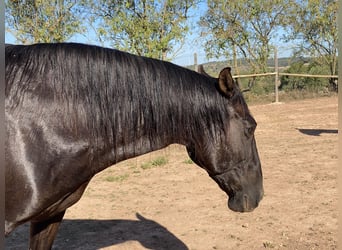 Andalusier, Stute, 17 Jahre, 16,1 hh, Rappe