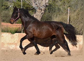Andalusian, Mare, 18 years, 15.1 hh, Brown