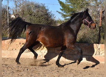 Andalusian, Mare, 18 years, 15.1 hh, Brown