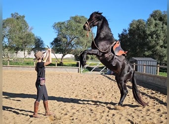 Andalusian, Mare, 18 years, 15,1 hh, Smoky-Black