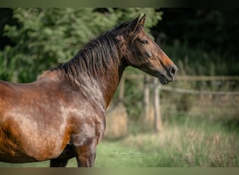 Andalusier, Stute, 18 Jahre, 15,2 hh, Schwarzbrauner