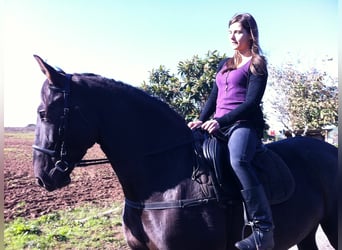 Andalusian, Mare, 18 years, 16,1 hh, Black