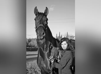 Andalusian, Mare, 18 years, 16,1 hh, Black