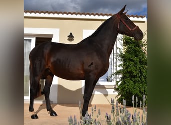 Andalusier, Stute, 19 Jahre, 15,2 hh, Brauner