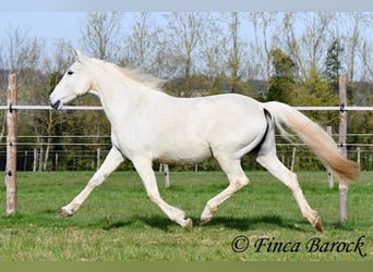 Andalusian, Mare, 19 years, 15.2 hh, Grey