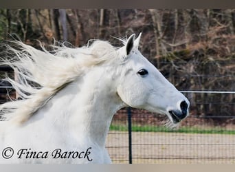 Andalusian, Mare, 19 years, 15,2 hh, Grey