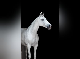 Andalusian Mix, Mare, 19 years, 16,1 hh, Grey