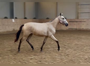 Andalusian, Mare, 1 year, 13 hh, Dun
