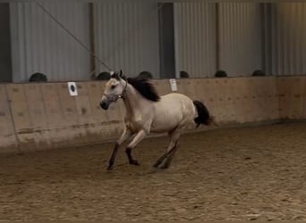 Andalusian, Mare, 1 year, 13 hh, Dun