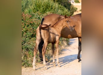 Andalusian, Mare, 1 year, 14.1 hh, Chestnut-Red