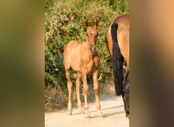 Andalusian, Mare, 1 year, 14.1 hh, Chestnut-Red
