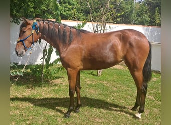 Andalusian, Mare, 1 year, 14.3 hh
