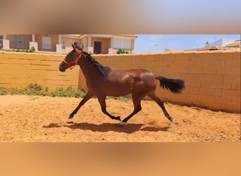 Andalusian, Mare, 1 year, 14.3 hh