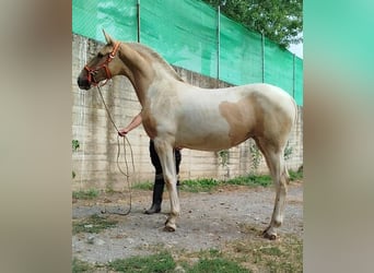 Andalusian, Mare, 1 year, 14.3 hh, Pinto