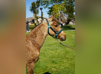 Andalusian, Mare, 1 year, 14 hh, Buckskin