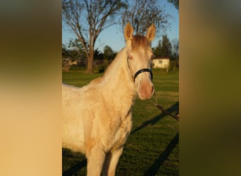 Andalusian, Mare, 1 year, 14 hh, Pearl