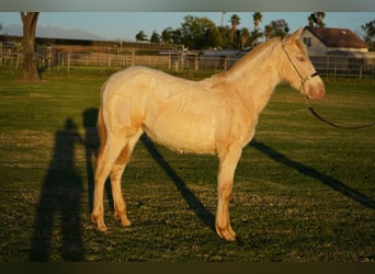 Andalusian, Mare, 1 year, 14 hh, Pearl