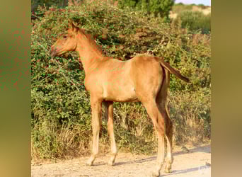Andalusian, Mare, 1 year, 14,1 hh, Chestnut-Red