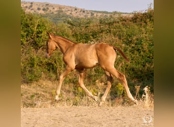 Andalusian, Mare, 1 year, 14,1 hh, Chestnut-Red