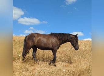 Andalusian, Mare, 1 year, 15.1 hh, Black