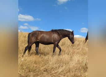 Andalusian, Mare, 1 year, 15.1 hh, Black