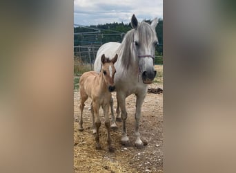 Andalusian, Mare, 1 year, 15.1 hh, Brown Falb mold