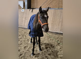 Andalusian, Mare, 1 year, 15,1 hh, Can be white