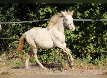 Andalusian, Mare, 1 year, 15.1 hh, Cremello