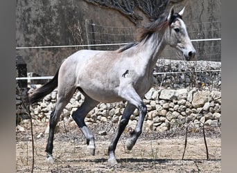 Andalusian, Mare, 1 year, 15.1 hh, Grey