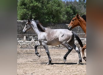 Andalusian, Mare, 1 year, 15.1 hh, Grey