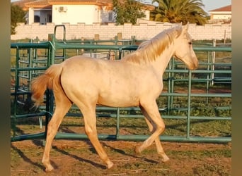 Andalusian, Mare, 1 year, 15.1 hh, Palomino