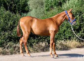 Andalusian, Mare, 1 year, 15.1 hh, Sorrel
