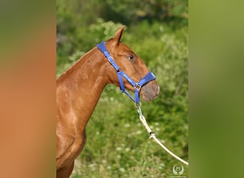 Andalusian, Mare, 1 year, 15.1 hh, Sorrel