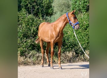 Andalusian, Mare, 1 year, 15.1 hh, Sorrel